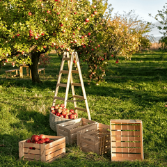 Рабочий на сбор яблок